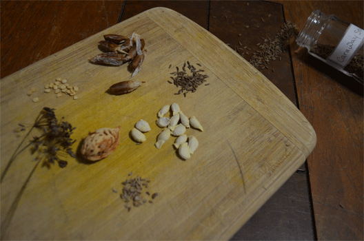 Photo of different kinds of seeds