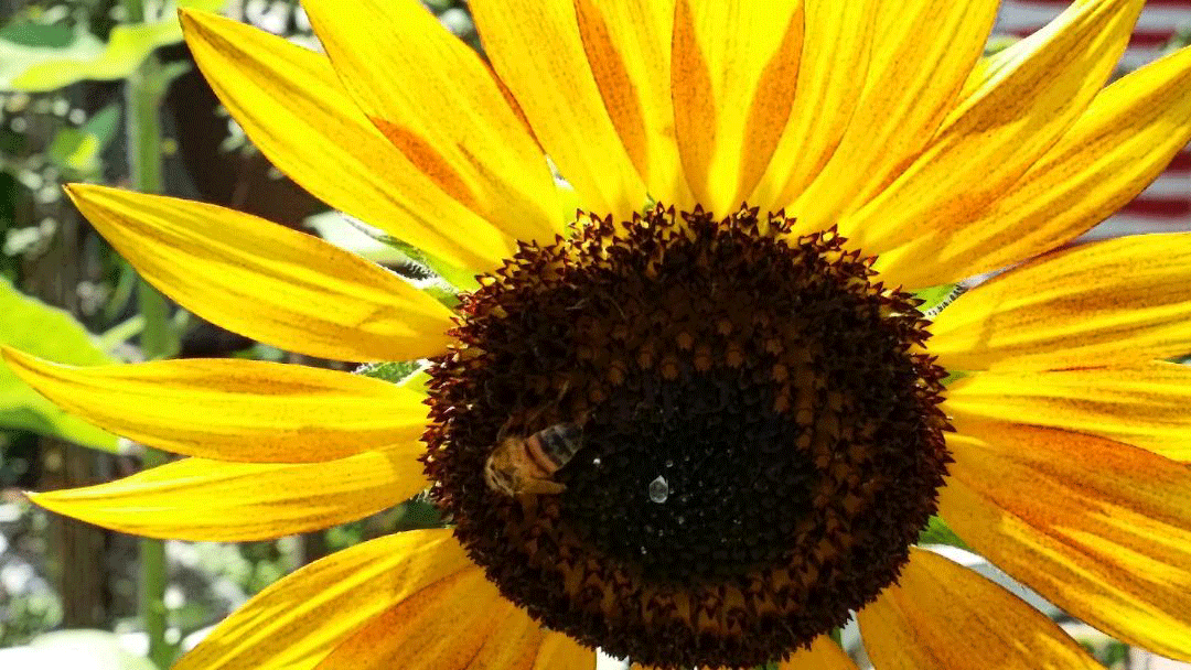Bee gathering pollen from a sunflower with a drop of water in the center of the flower